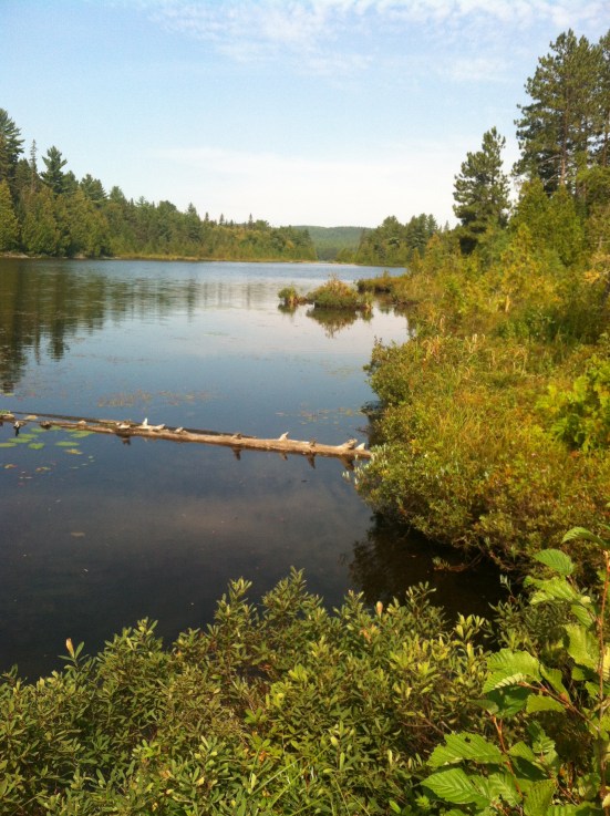 Went on a very short hike in Algonquin Park, makes me want to go back there for a canoe trip!!!  Maybe next summer.