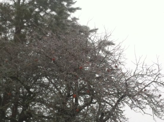 Apple tree heavy with ice.